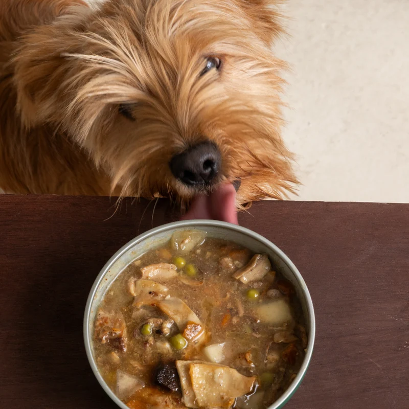 Wild Balance Homemade Stew Casserole Of Pork & Pumpkin Wet Dog Food 280G