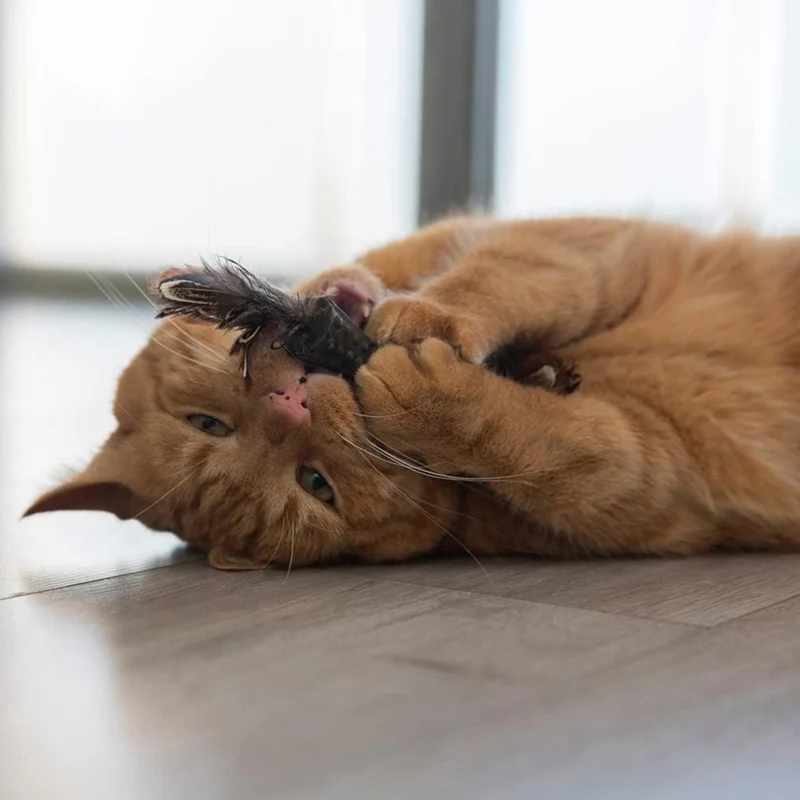 GiGwi Catnip Johnny Stick with Double-Sided Natural Feather Cat Toy Brown