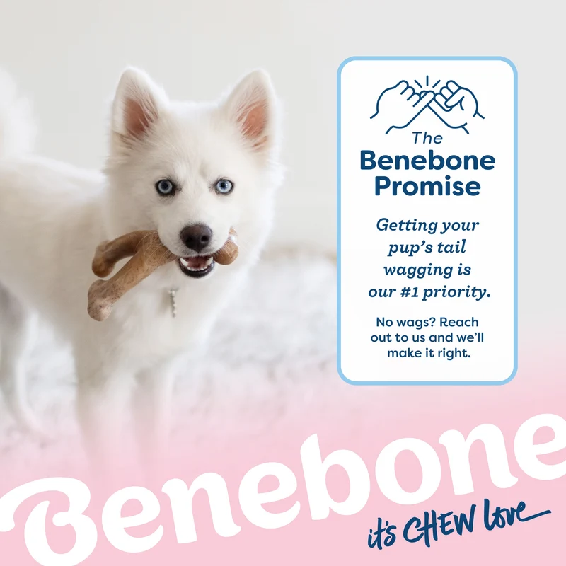 Benebone Puppy Wishbone Real Bacon Flavour Nylon Chew For Dogs Medium