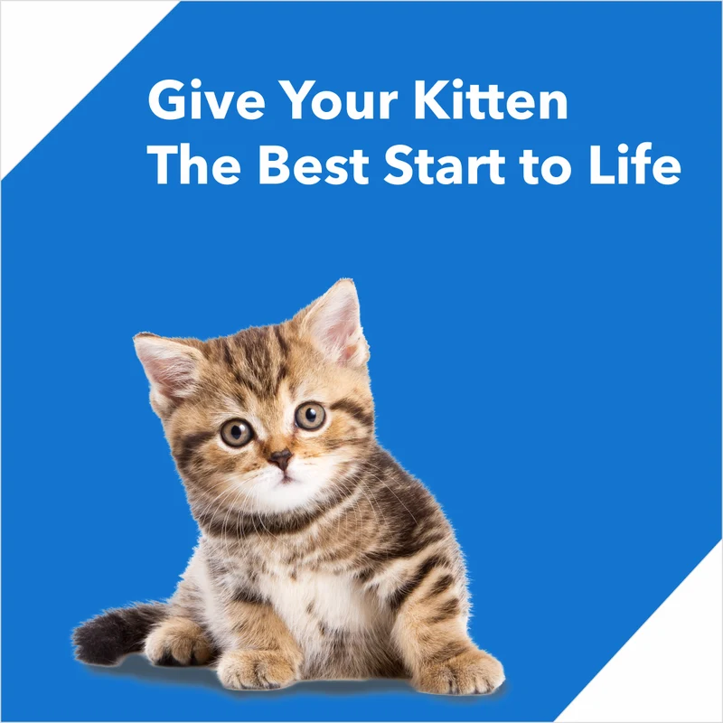 Drools Kitten Nutrition Ocean Fish Kitten Dry Food 1.2Kg