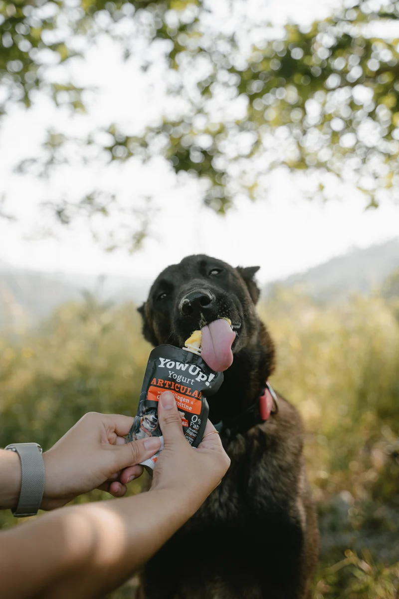 YowUp Yogurt With Prebiotics Articular Dog Wet Food Topper Chicken 115g