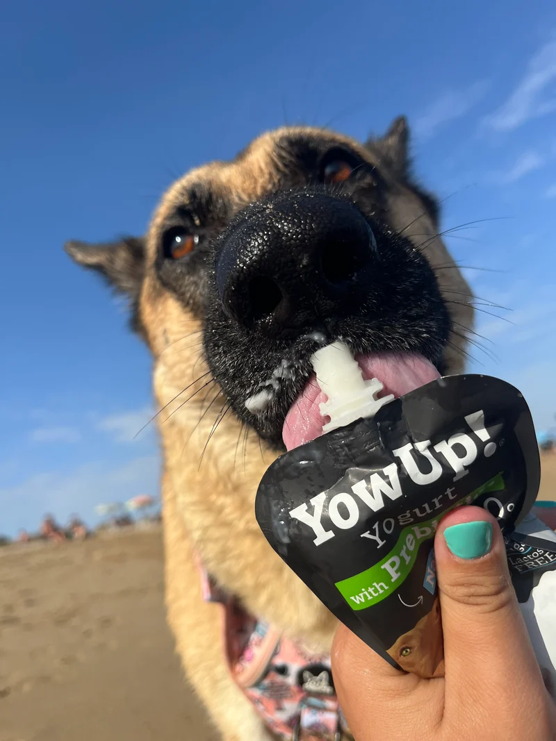 YowUp Yogurt With Prebiotics Natural Dog Wet Food Topper 115g