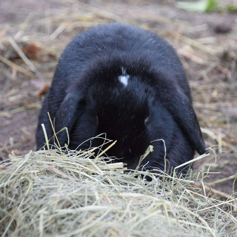 Witte Molen Puur Timothy Hay Vegetables For Small Pets 500G