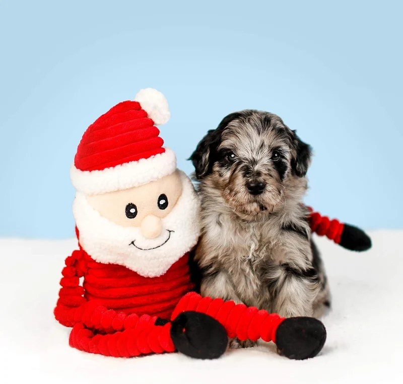 Zippy Paws Crinkle Santa Dog Plush Squeaker Toy Small