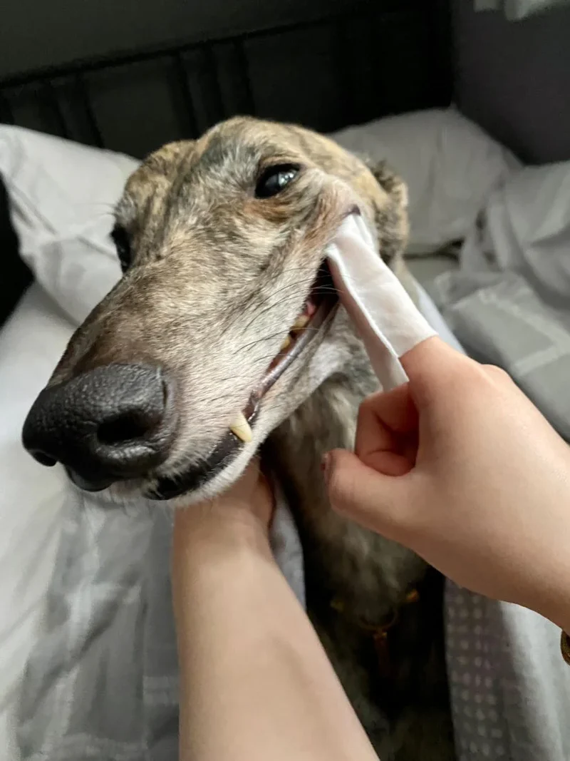 OurDogsLife Dental Wipes for Dogs 50pcs