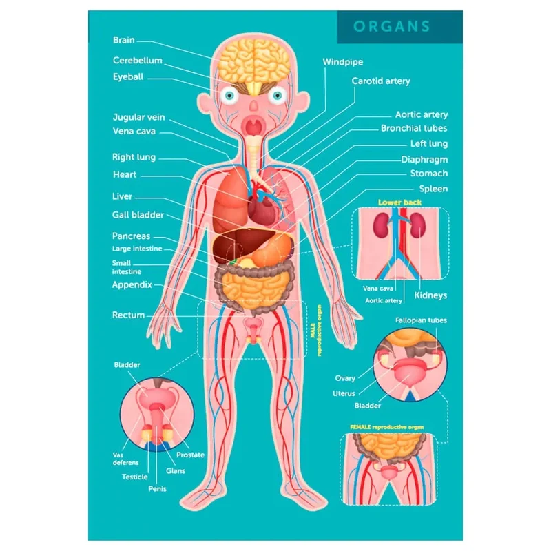 Eurekakids Puzzle éducatif 100 pièces Le corps humain - 6A+
