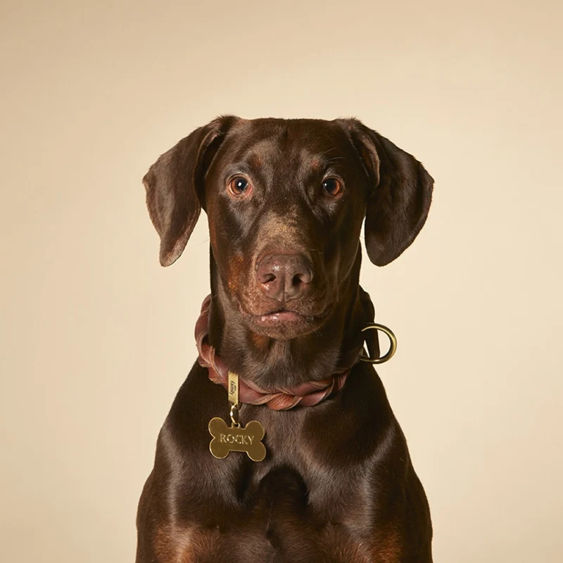 My Family Basic Bone Plated Brass Dog ID Tag - Gold - Big