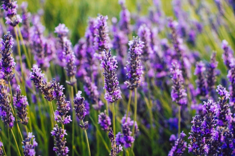 Aceite Esencial Lavanda