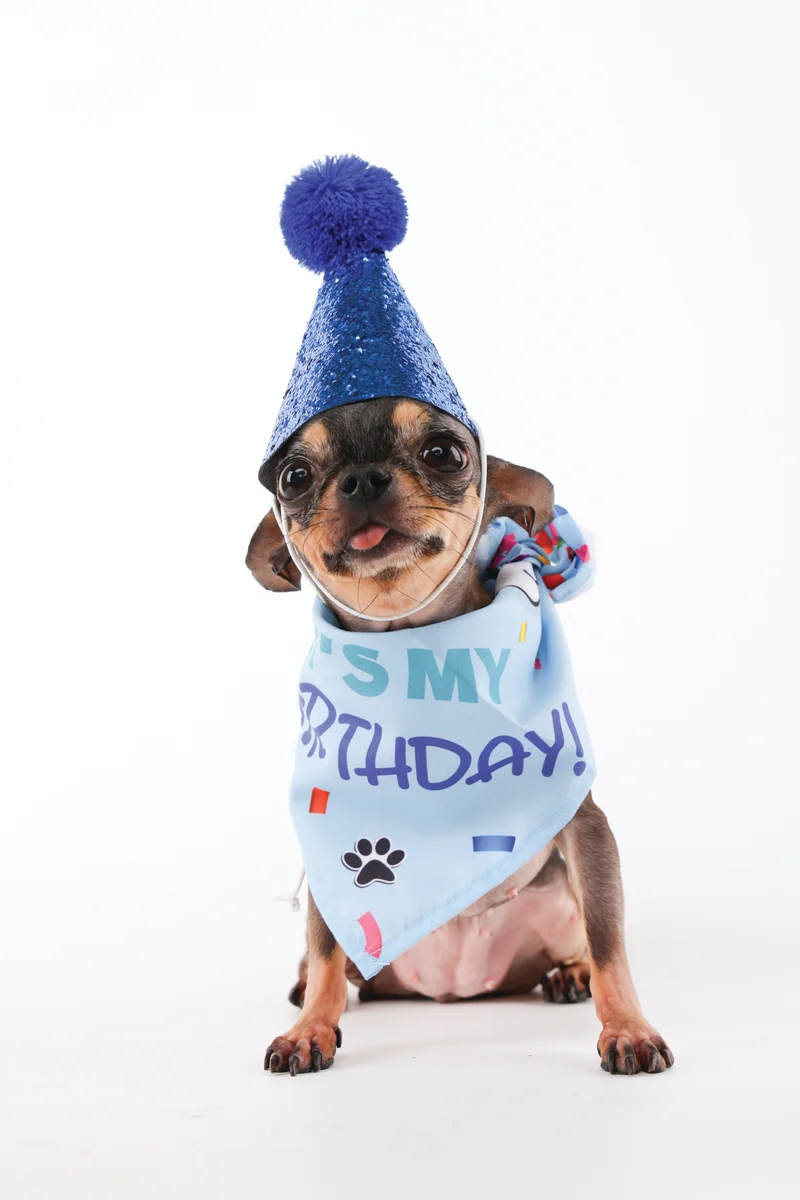 PARTY TIME Dog Gentleman's set