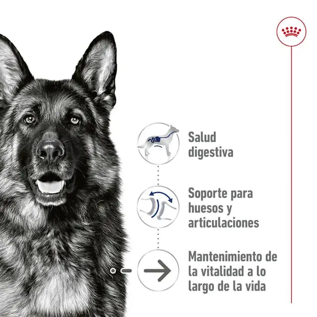 Royal Canin Maxi Ageing 410 g lata perro húmedo