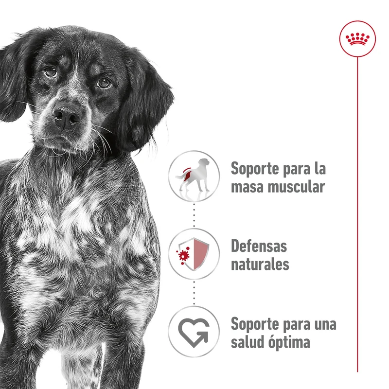 Royal Canin Medium Adult 410 g lata perro húmedo