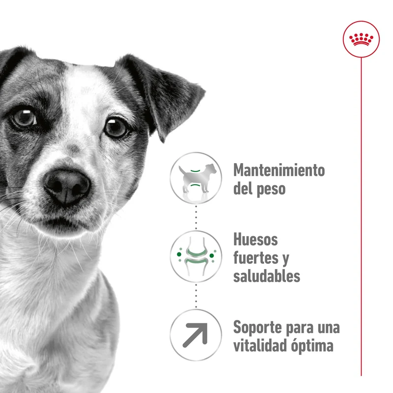 Royal Canin Mini Adult 8+ Pienso para Perros