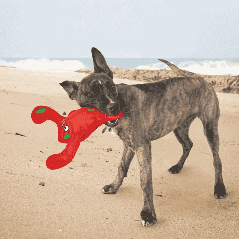 KONG Belly Flops Lobster Juguete para Perros