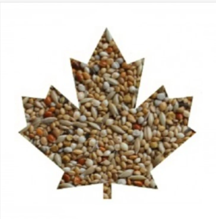 Pinzones australianos exóticos extra elegantes de Manitoba - Perilla blanca - 20 kg