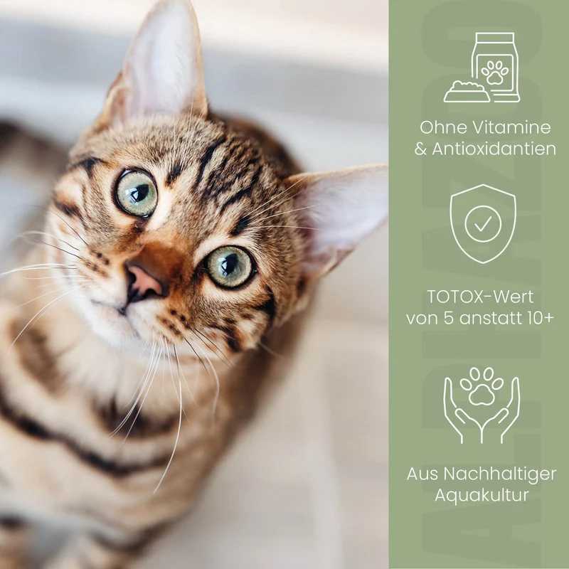Aceite de salmón para gatos