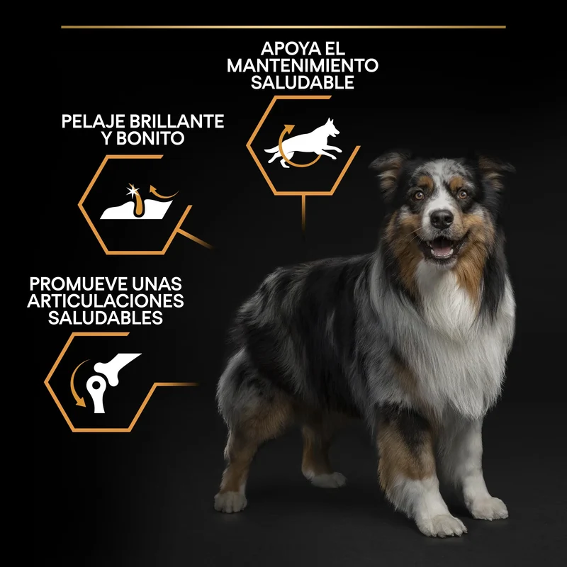 Pro Plan Dog Medium Adult Pollo 14 kg+2,5 kg gratis