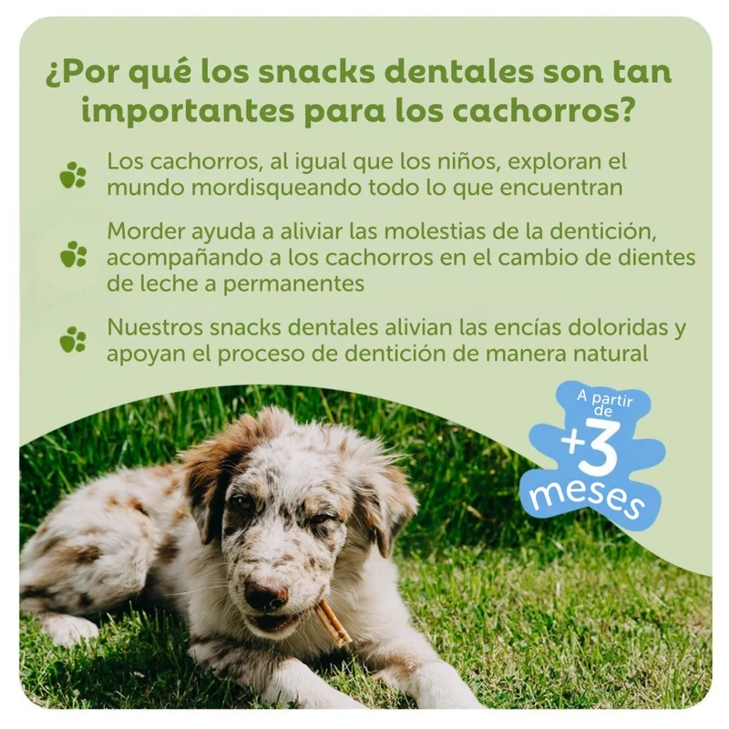 Whimzees Snacks Dentales para Cachorros Puppy Medianos/Grandes - 14 unidades