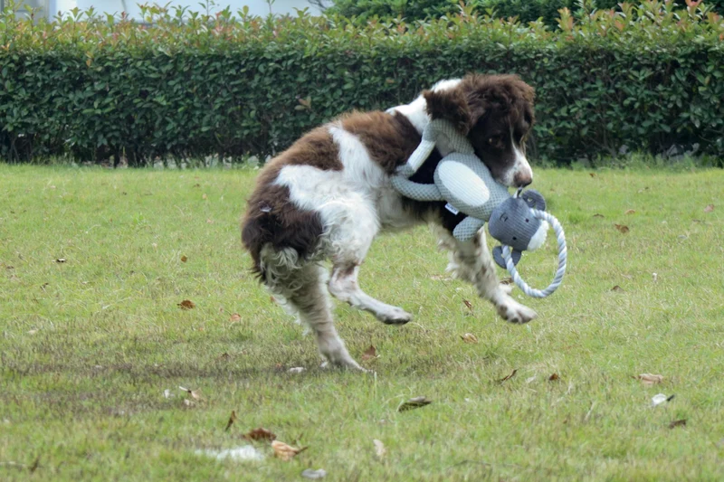 Chewtopia ECO Dog Toy - Sheep