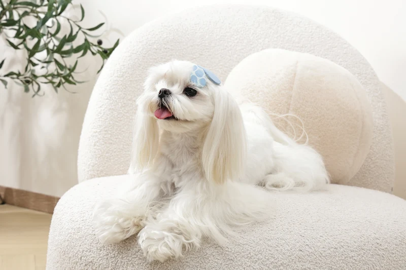 GLAM Hair Accessories for pets clip - Blue