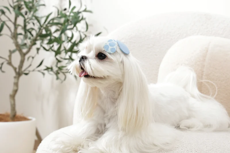 GLAM Hair Accessories for pets clip - Blue