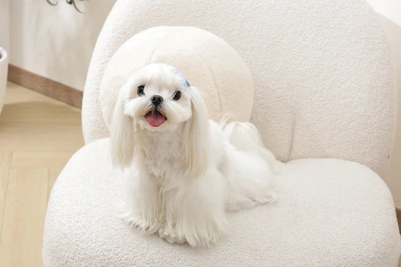 GLAM Hair Accessories for pets clip - Blue