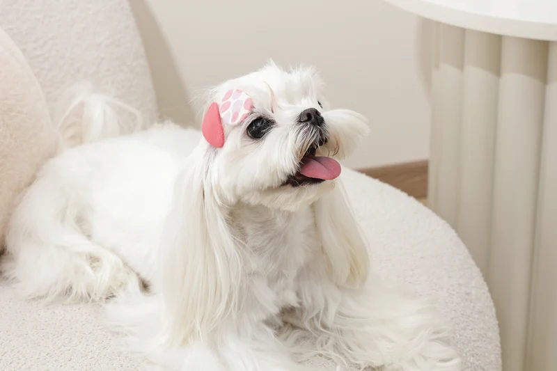 GLAM Hair Accessories for pets clip - Red