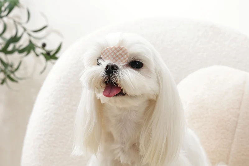 GLAM Hair Accessories for pets clip - Orange