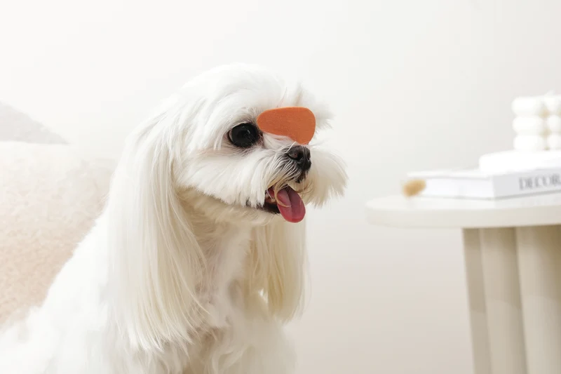 GLAM Hair Accessories for pets clip - Orange