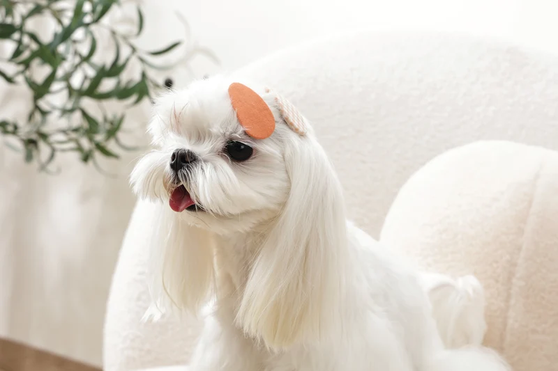 GLAM Hair Accessories for pets clip - Orange