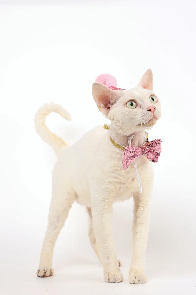 PARTY TIME Cat Lady's set