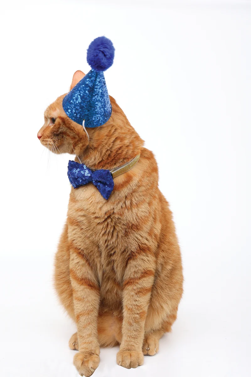 PARTY TIME Cat Gentleman's set