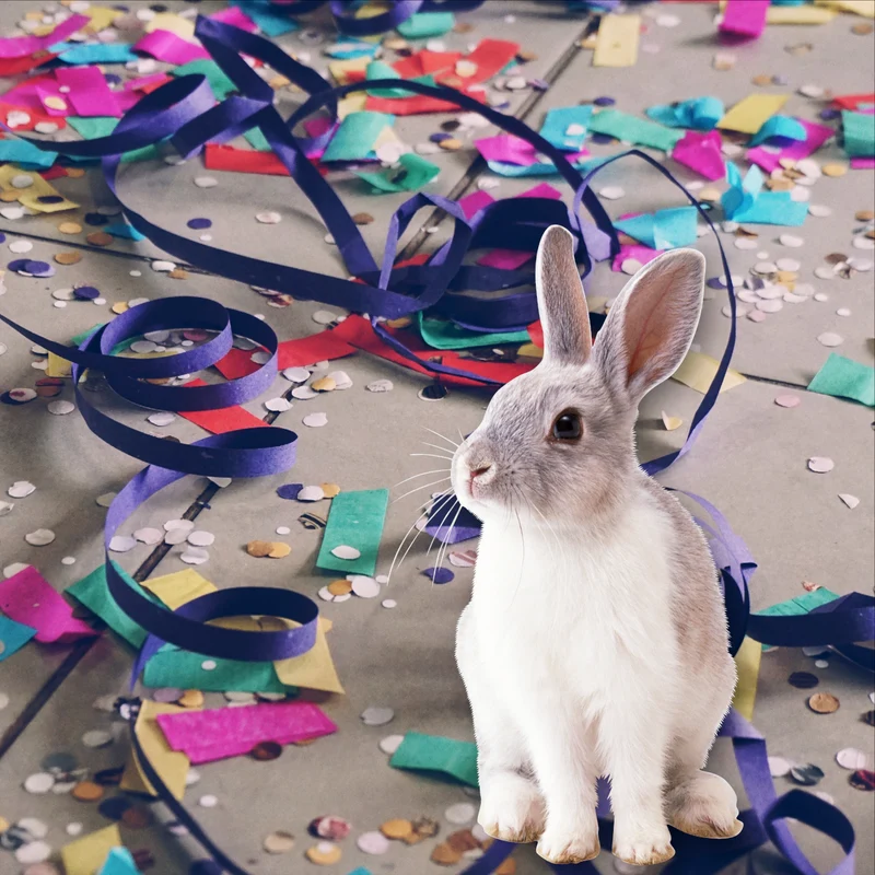 New Mascota Caja Regalo para Conejos — Productos Premium Seleccionados