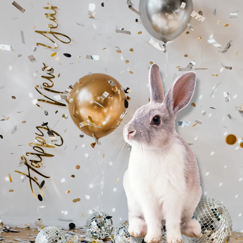 Caja Regalo para Conejos — Pack Sorpresa con Snacks y Juguetes