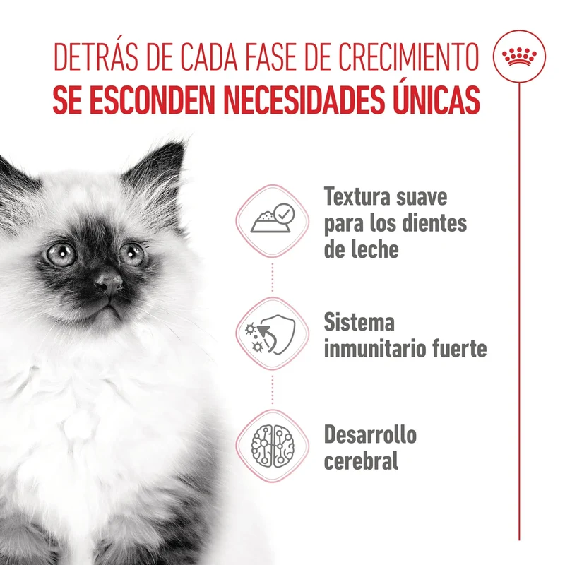 Royal Canin Kitten Húmedo 85 g para Gatos | Salsa, Gelatina o Paté