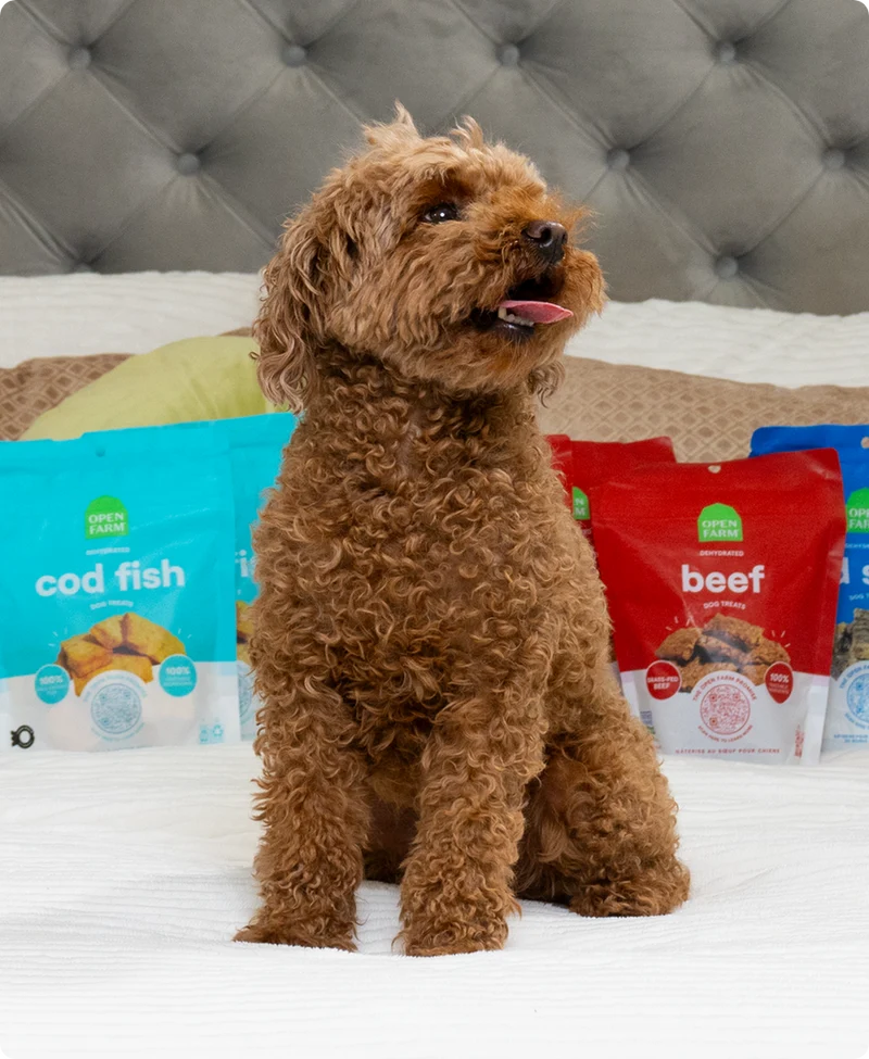 Open Farm Dehydrated Pork Dog Treat 127G