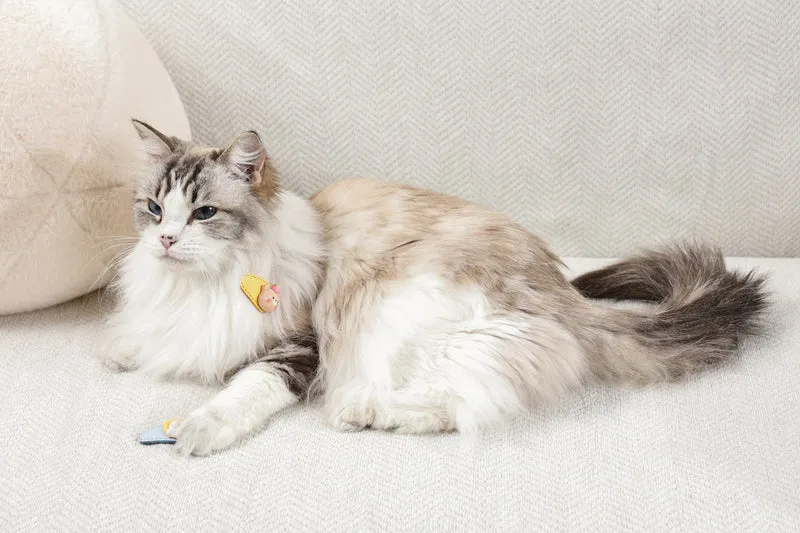 GLAM Hair Accessories for pets clip - Yellow