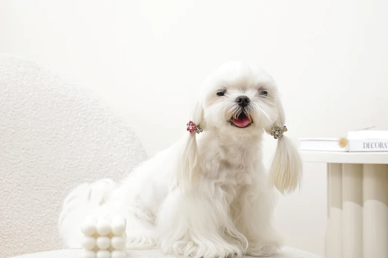 GLAM Hair Accessories for pets flower shape clip - Pink & White