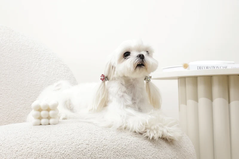GLAM Hair Accessories for pets flower shape clip - Pink & White