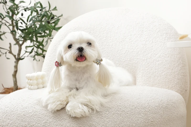 GLAM Hair Accessories for pets flower shape clip - Pink & White