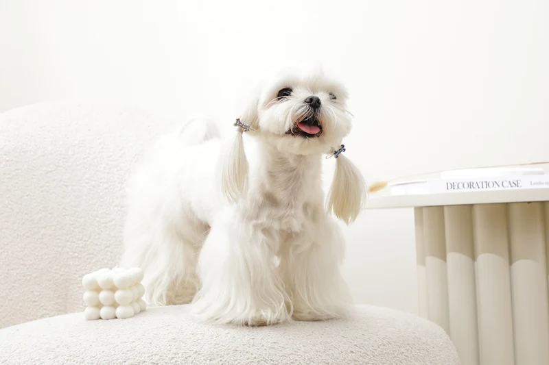 GLAM Hair Accessories for pets bone shape clip - Blue & White