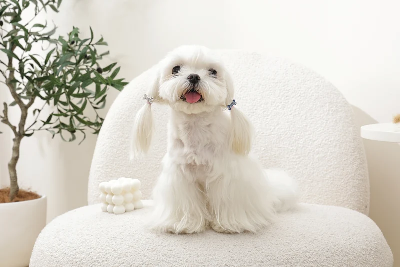 GLAM Hair Accessories for pets bone shape clip - Blue & White