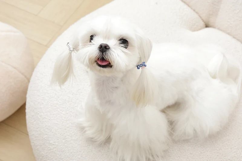 GLAM Hair Accessories for pets bone shape clip - Blue & White