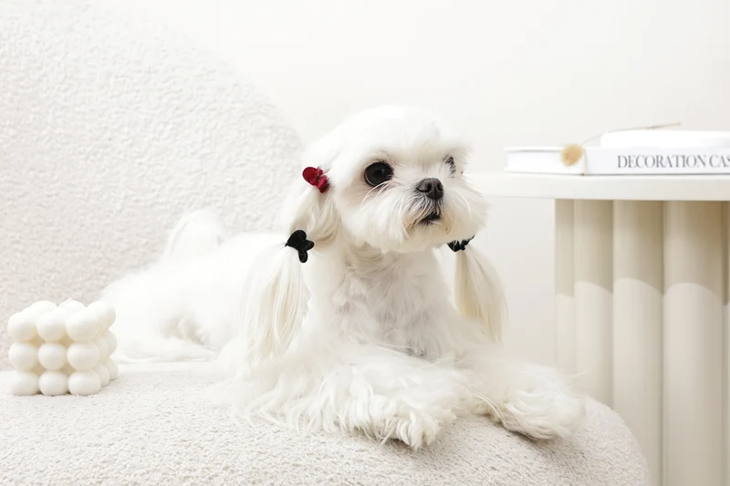 GLAM Hair Accessories for pets heart shape clip - Black & Red