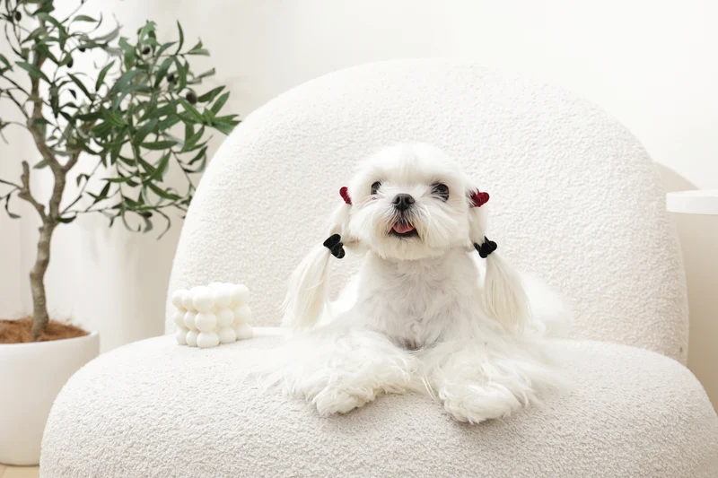 GLAM Hair Accessories for pets heart shape clip - Black & Red