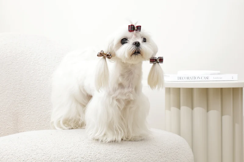 GLAM Hair Accessories for pets clip & rubber - Red