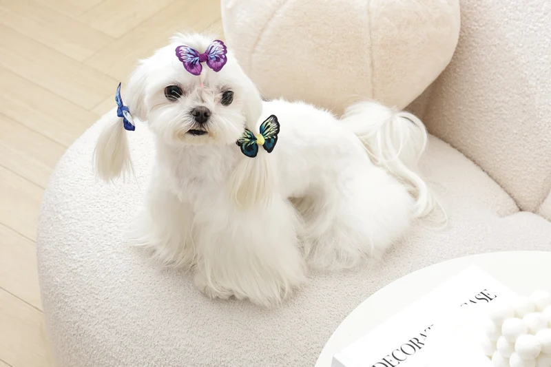 GLAM Hair Accessories for pets rubber band - Blue/Purple/Green