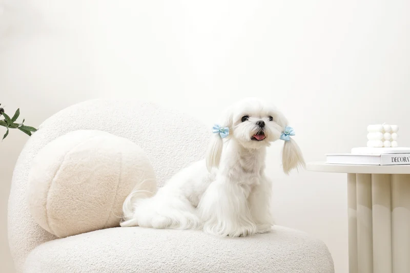GLAM Hair Accessories for pets rubber band with pearl - Blue