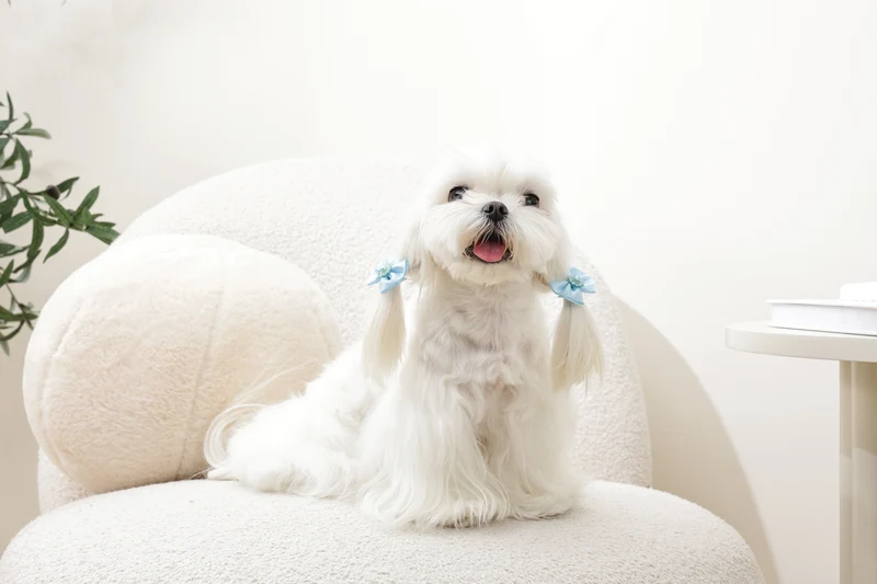 GLAM Hair Accessories for pets rubber band with pearl - Blue