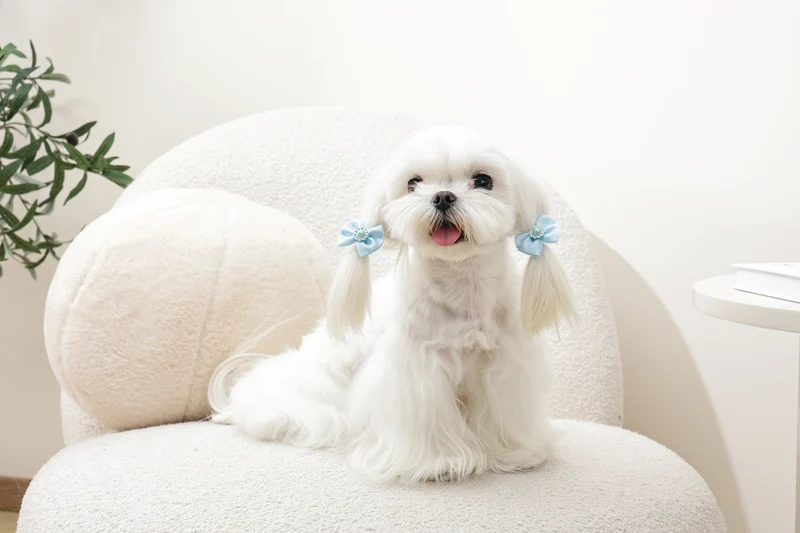 GLAM Hair Accessories for pets rubber band with pearl - Blue