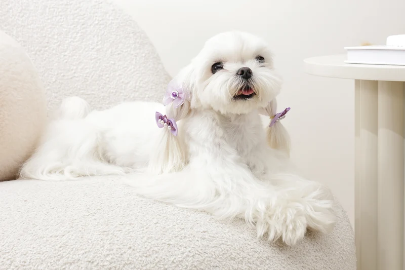 GLAM Hair Accessories for pets rubber band - Purple
